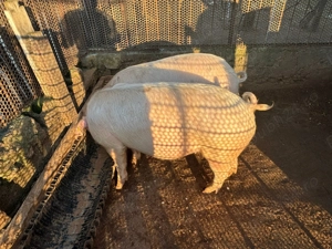Vând porc rasă de carne (Landrace) - aprox. 90-100 kg - imagine 4
