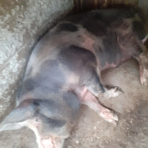 PORC rasa Duroc