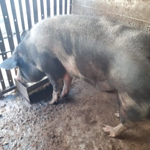 PORC rasa Pietrain - imagine 4