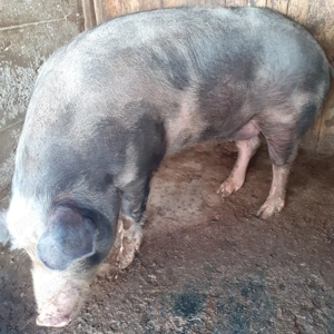 PORC rasa Pietrain - imagine 5