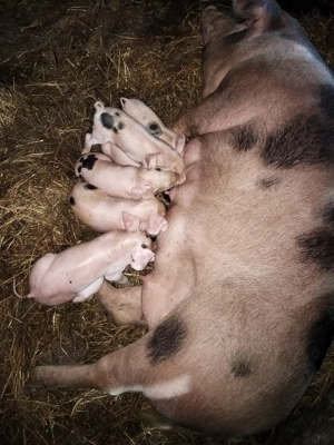 De vînzare la prima f tare cu 7 purciei - imagine 4