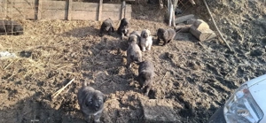 ciobanesc corb cu carpatin foarte rai