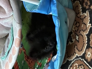 Peranean de vanzare - imagine 2