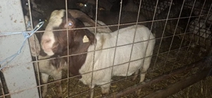 tap boer 2 ani, foarte bun 