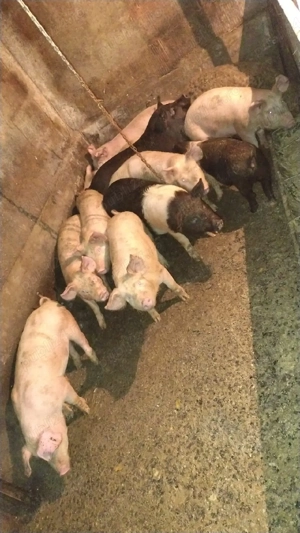 vând purcei și șoldani  - imagine 2