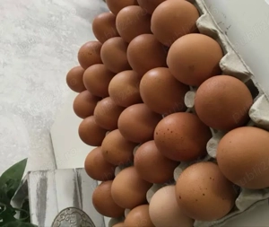 ouă de casă naturale   proaspete zilnic     