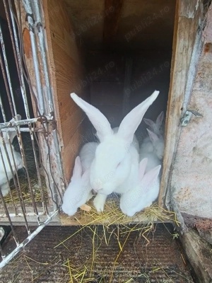 Iepuri belgieni  - imagine 2