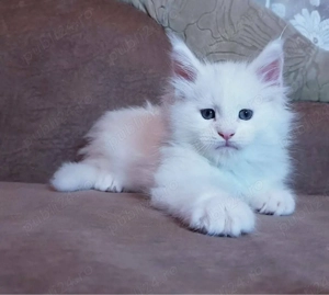 Maine Coon puiuti  - imagine 2