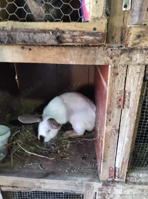 Vand iepuri  - imagine 2