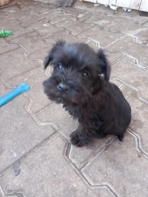 Shnauzer pitic negru 