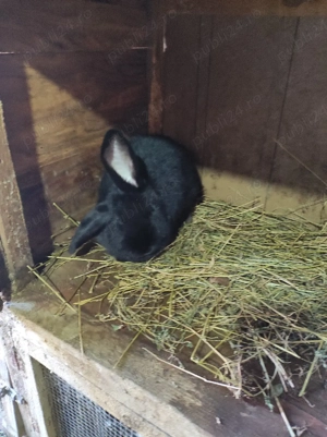 Vand iepuri  - imagine 4