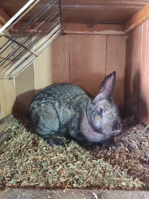 Vand iepuri  - imagine 3