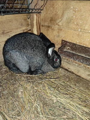 Vand iepuri  - imagine 5