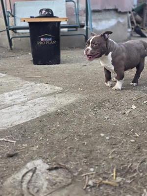 American Bully Exotic!!! - imagine 3