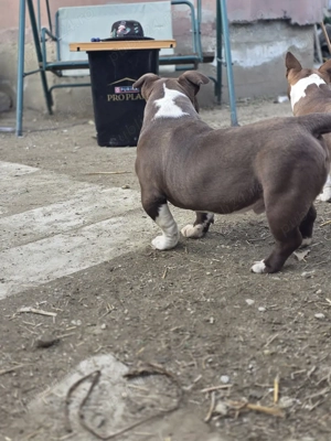American Bully Exotic!!! - imagine 4