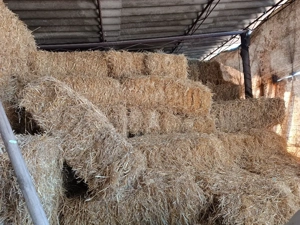 Vand baloți de paie 