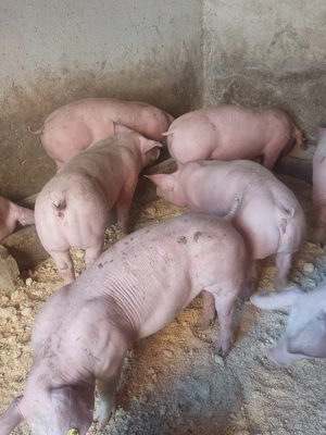 vând soldani de carne diferite mărimi 