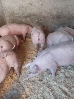 vând soldani de carne  - imagine 3