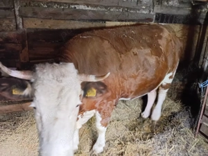 Vând vacă 6 ani - imagine 2