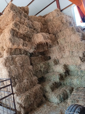 Vand baloți de lucernă 