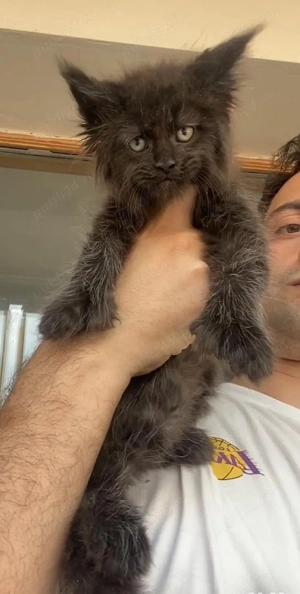 Maine coon puiuti superbi - imagine 2