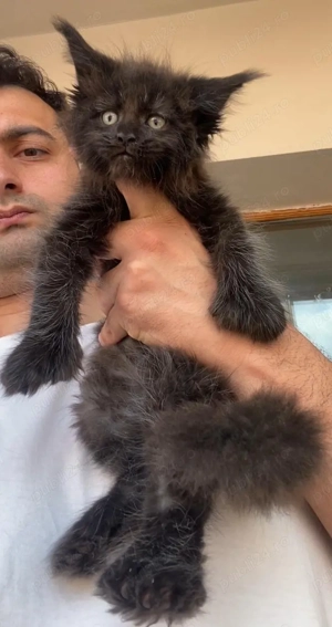 Maine coon puiuti superbi - imagine 4