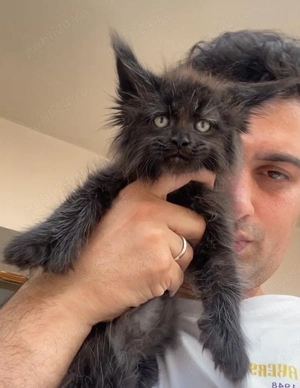 Maine coon puiuti superbi - imagine 3