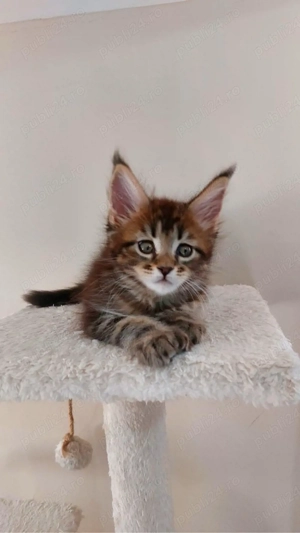 Maine coon pisoiași - imagine 5