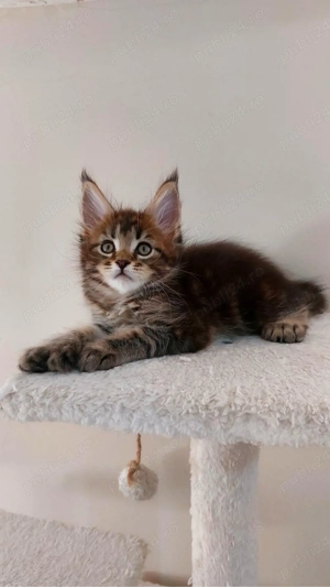 Maine coon pisoiași - imagine 3