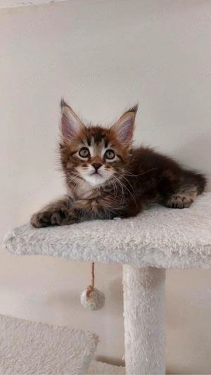 Maine coon pisoiași - imagine 4