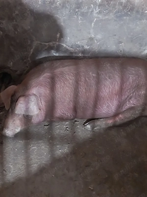 Porci rasă duroc - imagine 2