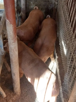 Purcei de vânzare - imagine 2