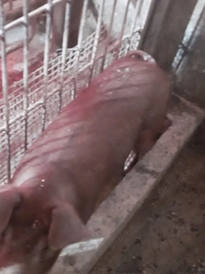 Șoldan de vânzare  - imagine 2