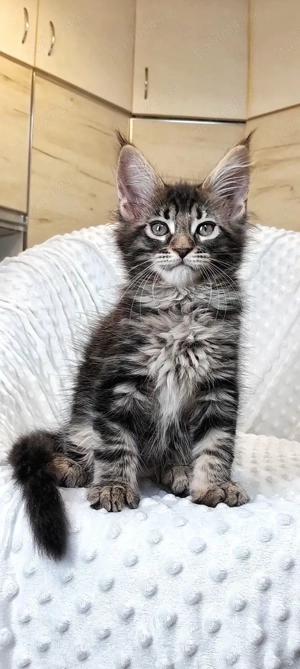 Maine coon pui superbi
