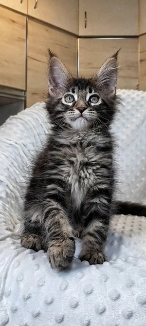 Maine coon pui superbi - imagine 4
