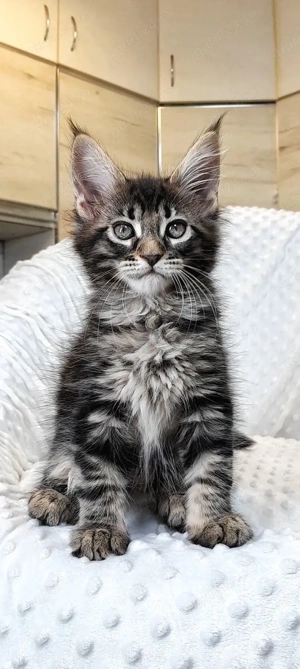 Maine coon pui superbi - imagine 3