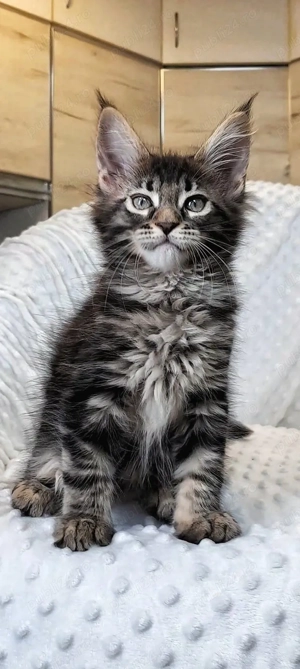 Maine coon pui superbi - imagine 5
