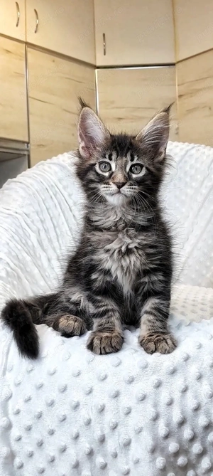 Maine coon pui superbi - imagine 2
