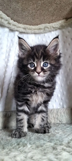 Maine coon pisoiași superbi - imagine 2