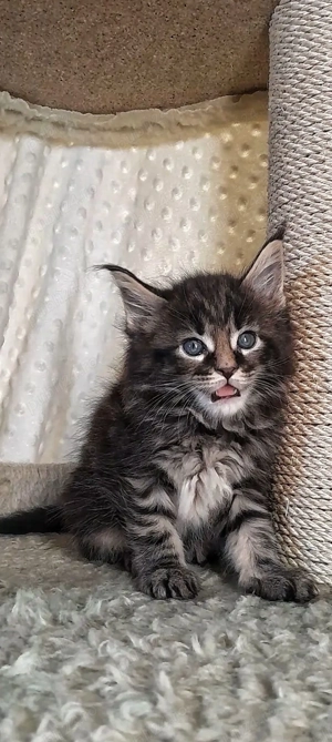 Maine coon pisoiași superbi - imagine 5