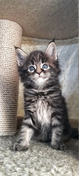 Maine coon pisoiași superbi - imagine 3