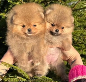 pui de pomeranian Catelusi Zwergspitz 