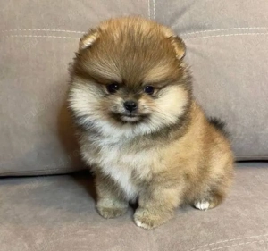 pui de pomeranian Catelusi Zwergspitz  - imagine 2