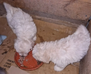 2 băieței Bichon Maltez 