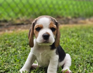 catelusi Beagle - imagine 2