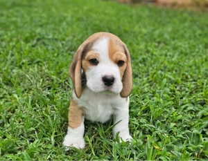 catelusi Beagle - imagine 3