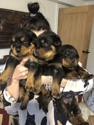 catelusi rottweiler - imagine 4