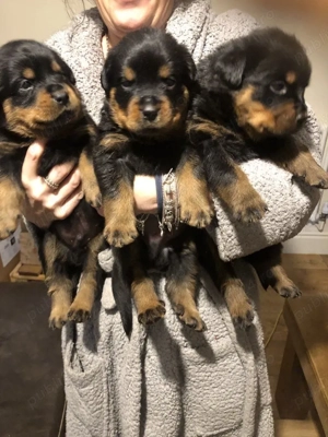 catelusi rottweiler - imagine 3