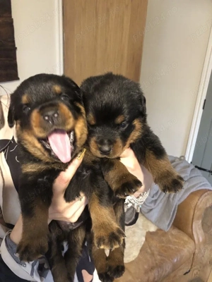 catelusi rottweiler - imagine 2