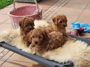 Mini catelusi Maltipoo - imagine 3